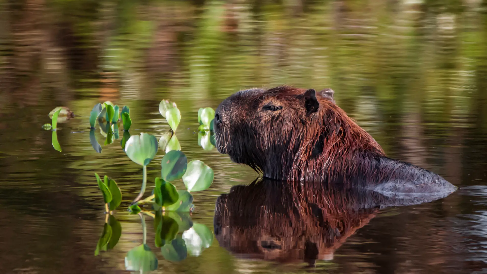 Capibara in de Pantanal