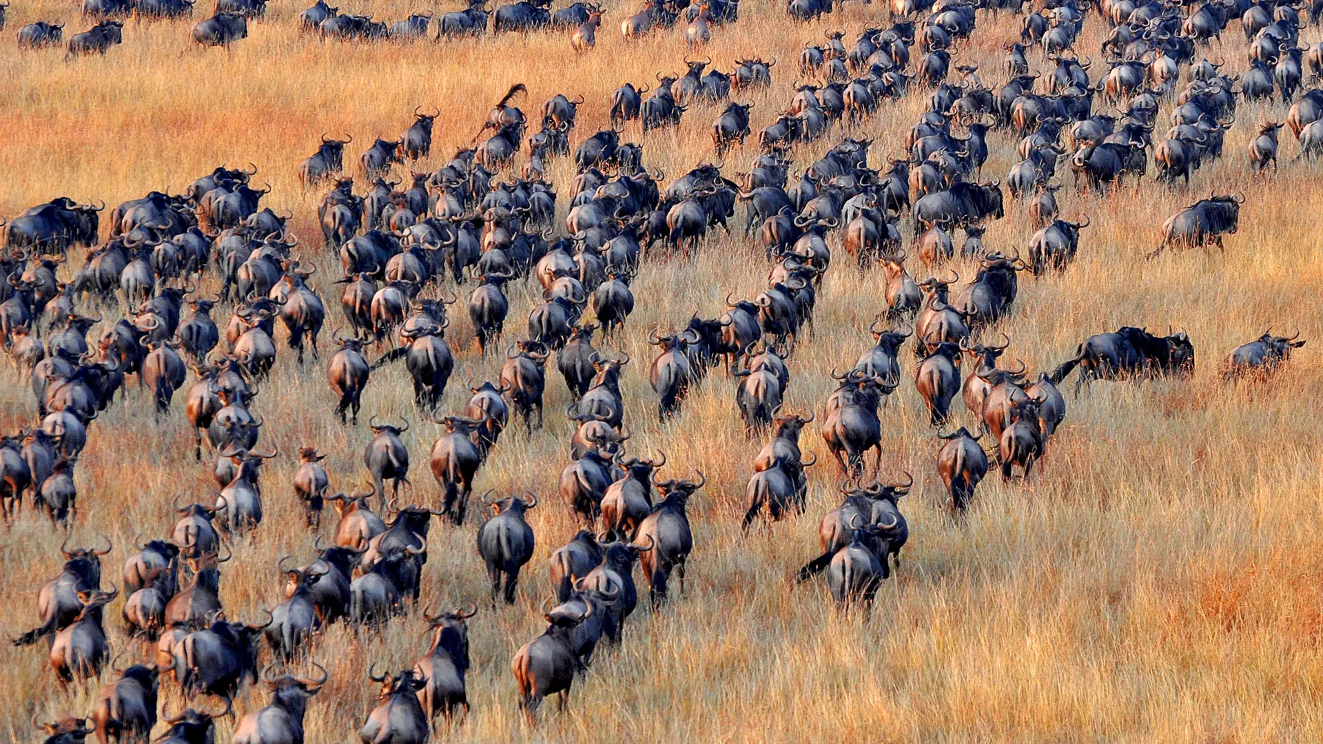 Grote migratie in Tanzania