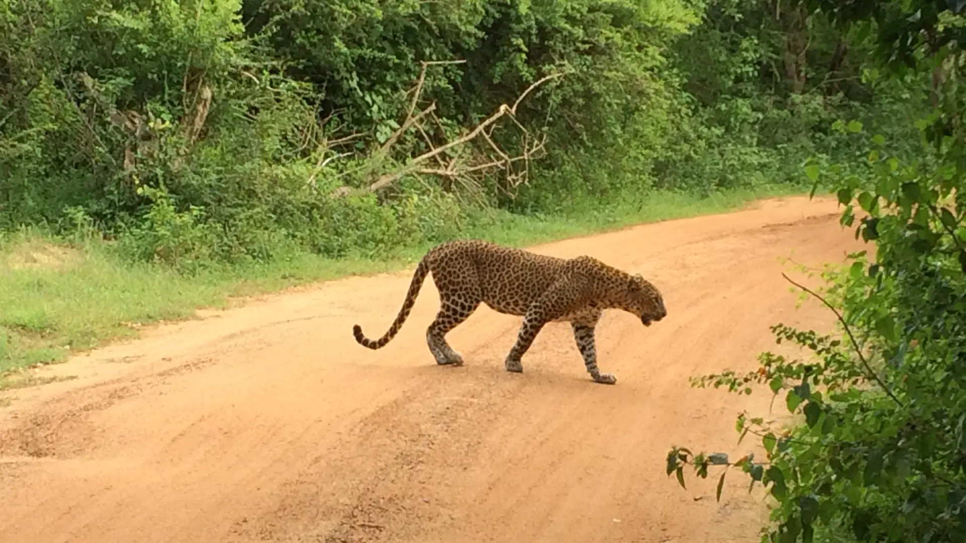 Luipaard in Yala N.P., Sri Lanka