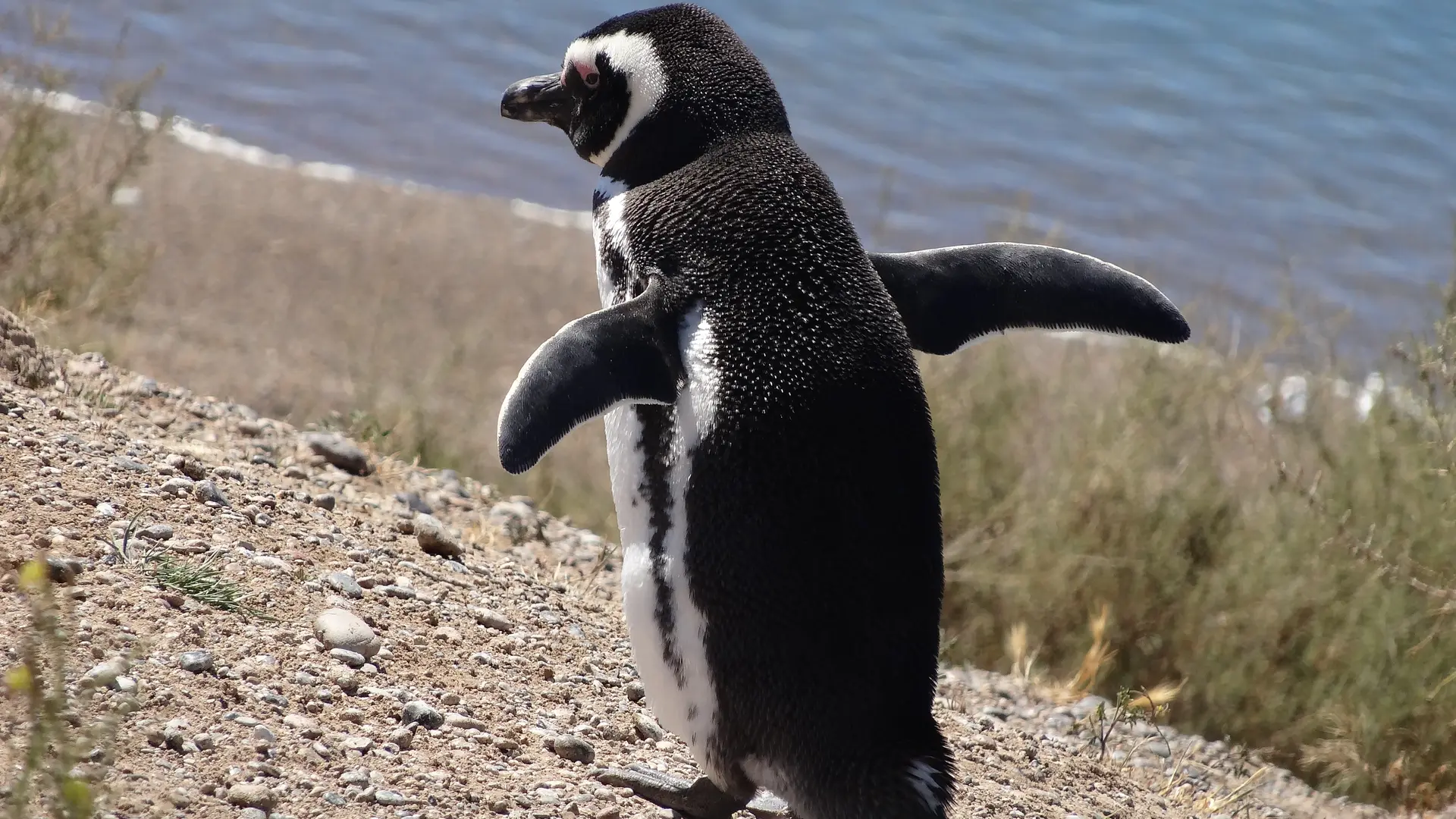 Pinguïn op Valdes
