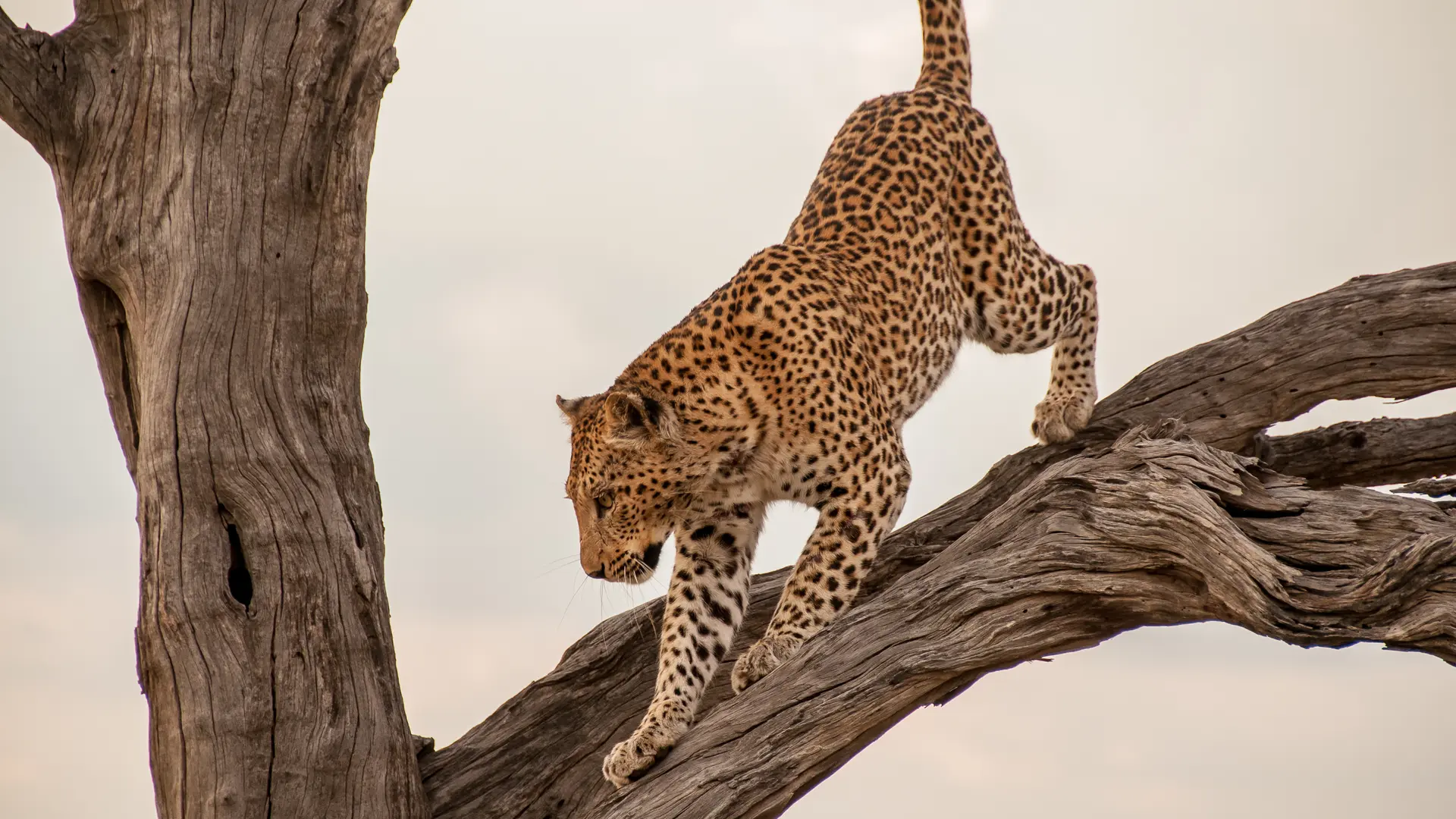 Luipaard in het Moremi Game Reserve