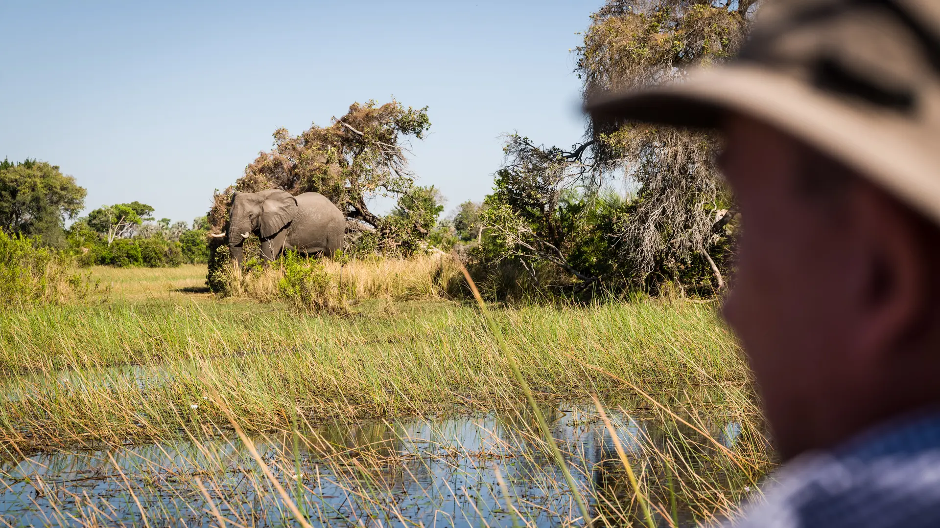 Olifanten in de Okavango Delta