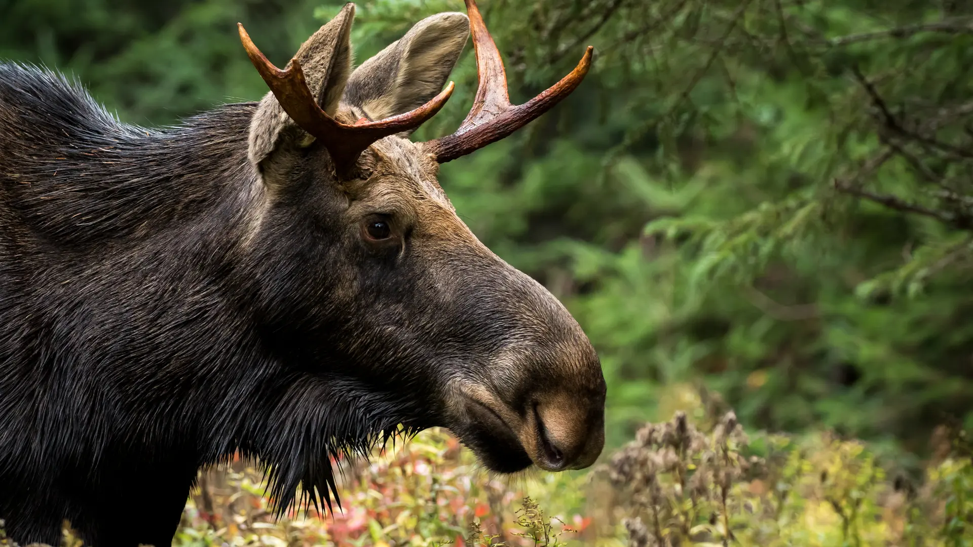Eland in Algonquin Provincial Park
