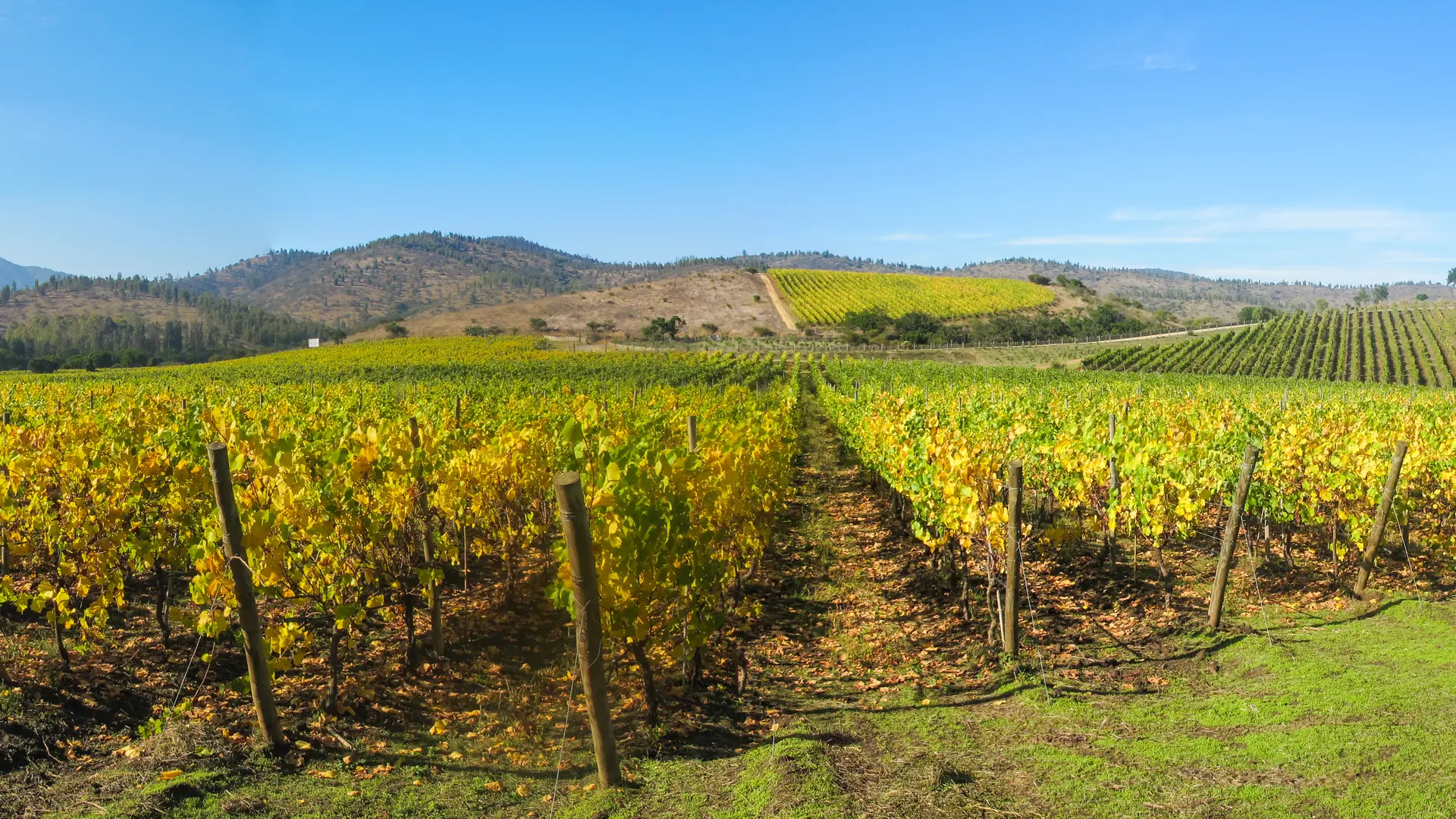 Wijngaard in de Rosariovallei, nabij Santiago de Chile