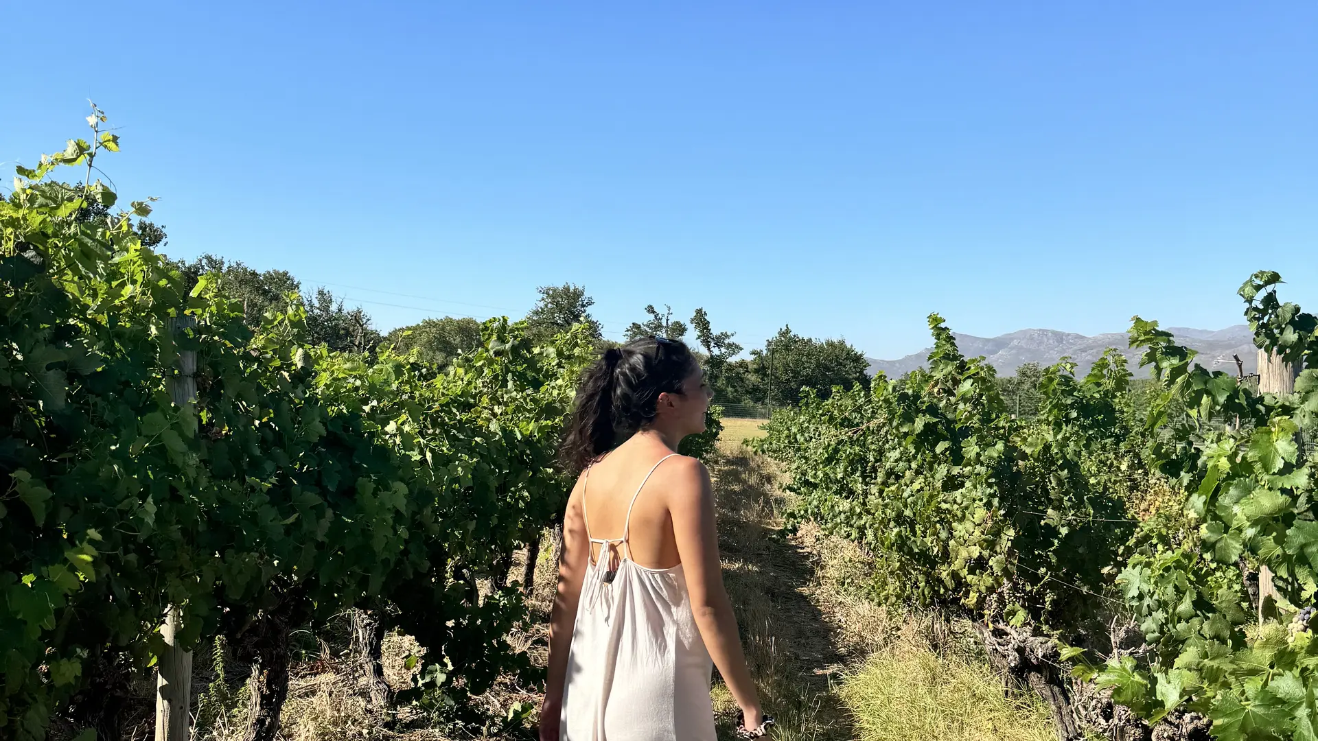 Wandelen tussen wijngaarden Franschhoek