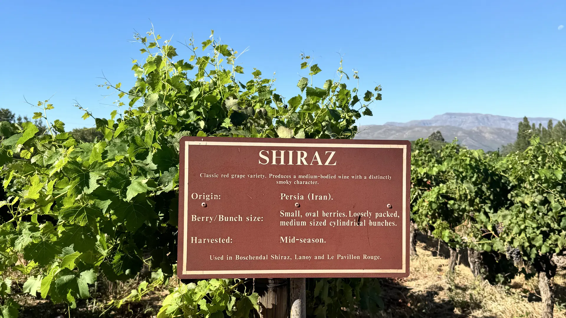 Wijngaard Stellenbosch