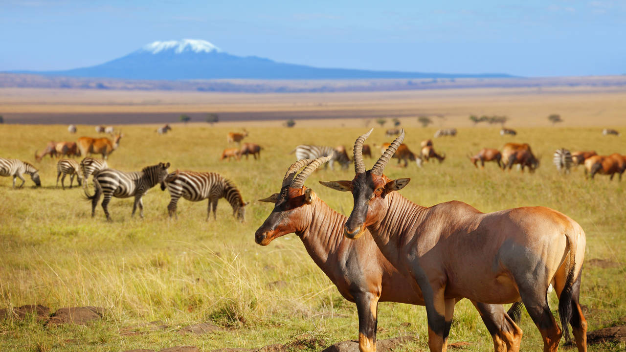 Amboseli National Park