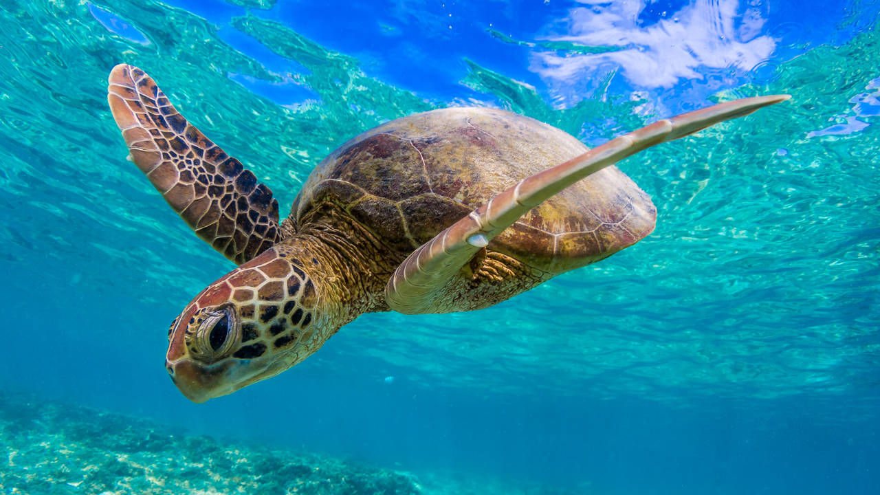 Schildpad bij Great Barrier Reef