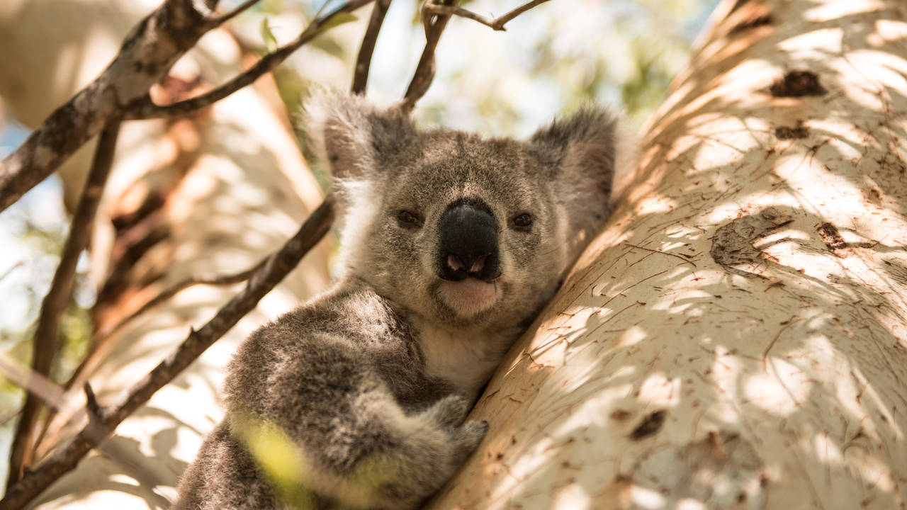 Koala op Magnetic Island