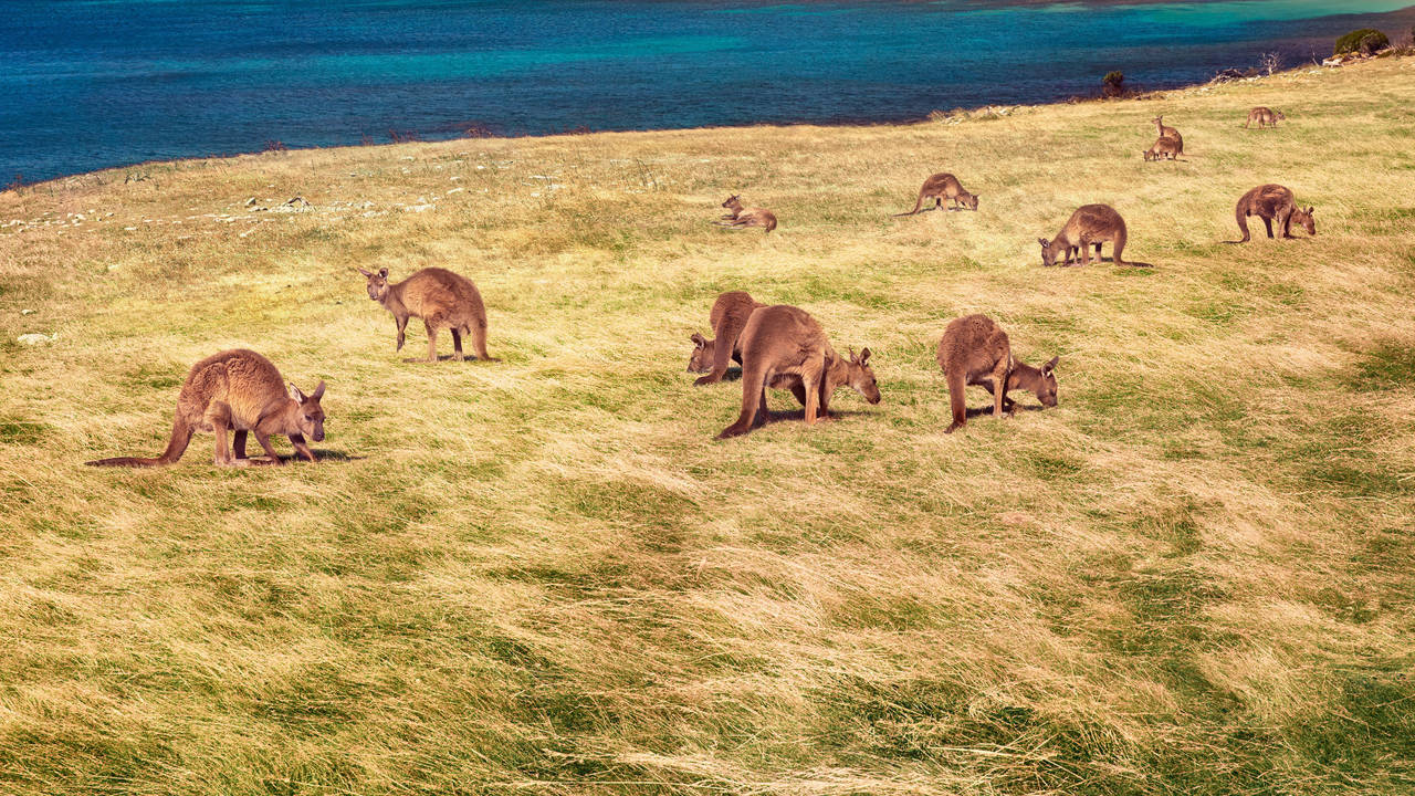 Kangaroo Island