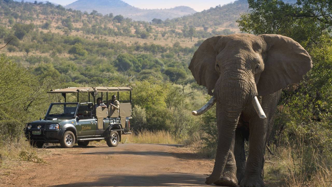 Safari in Pilanesberg