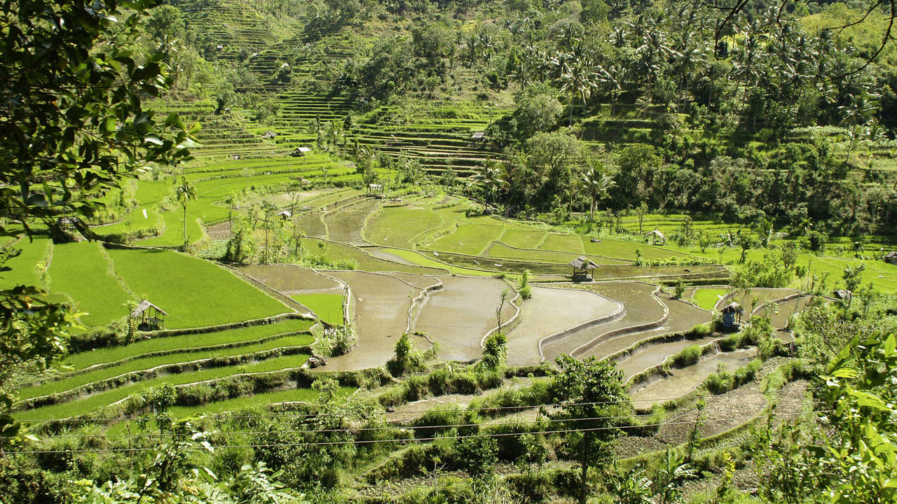 Rijstterrassen Sidemen