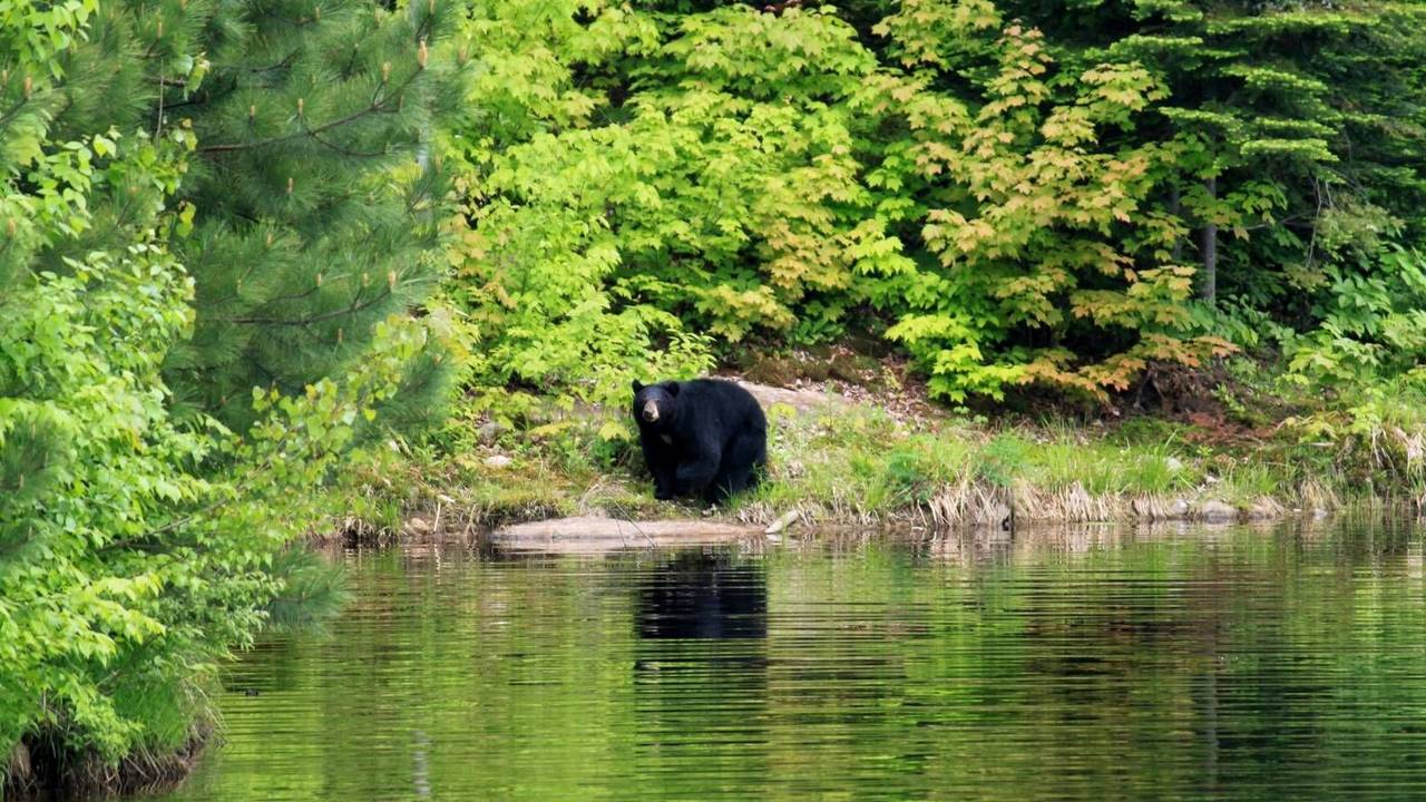 Beer bij Saint-Alexis-des-Monts