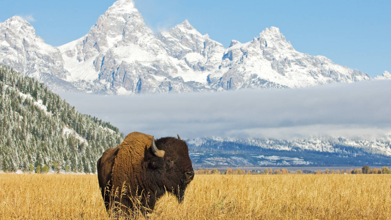 Bizon in Grand Teton Nationaal Park