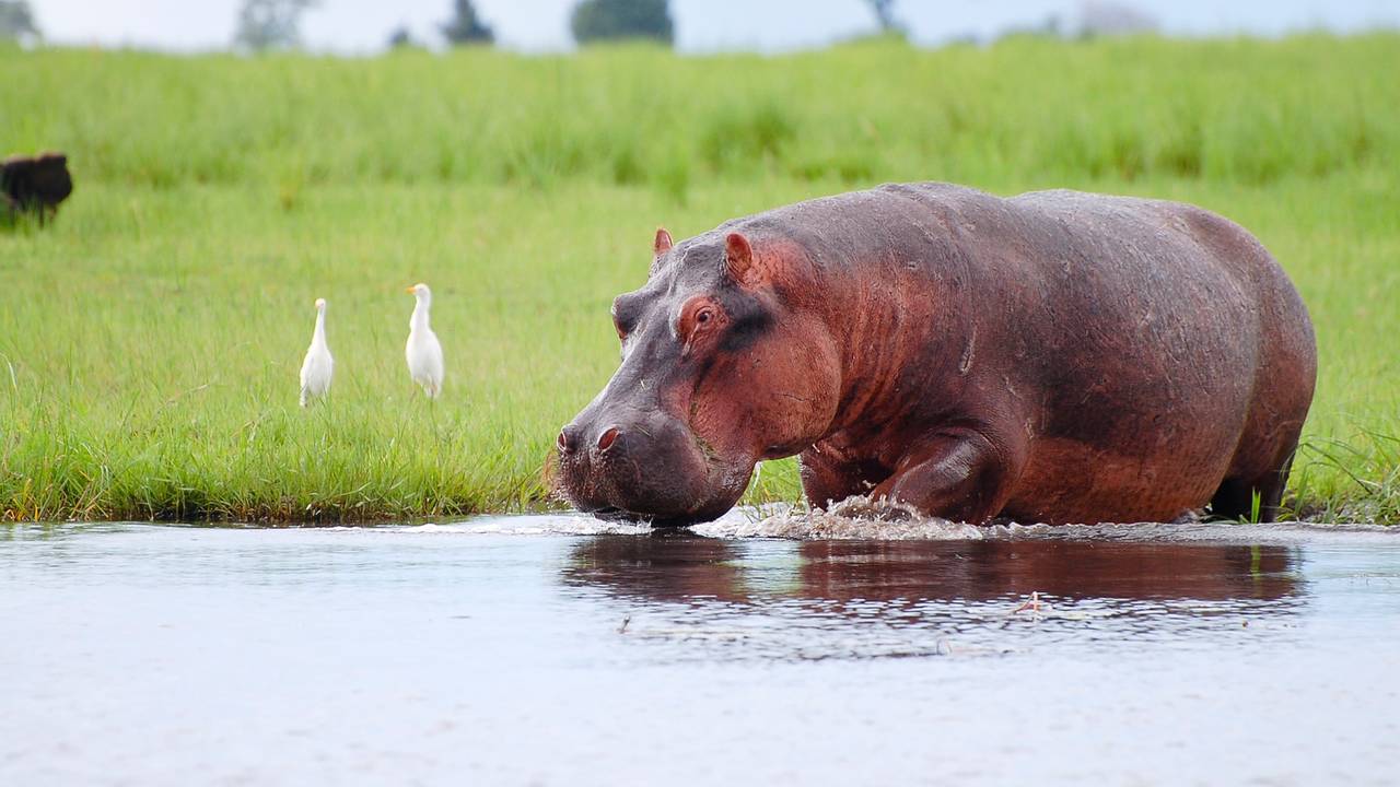 Nijlpaard aan de waterrand in Botswana