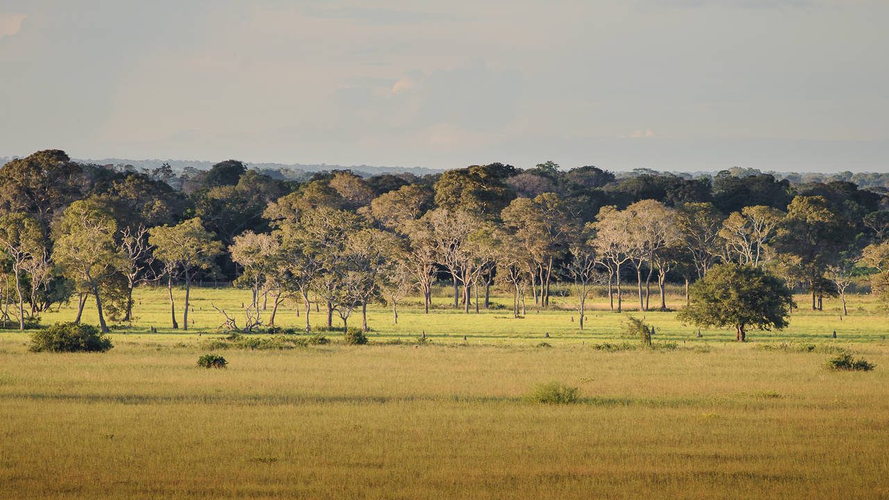 Savannelandschap van Pantanal, Brazilië