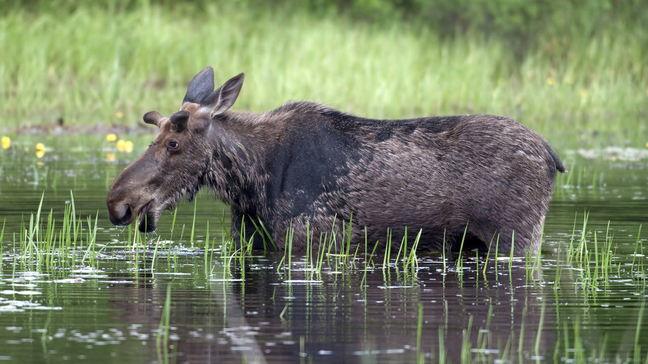 Eland in water