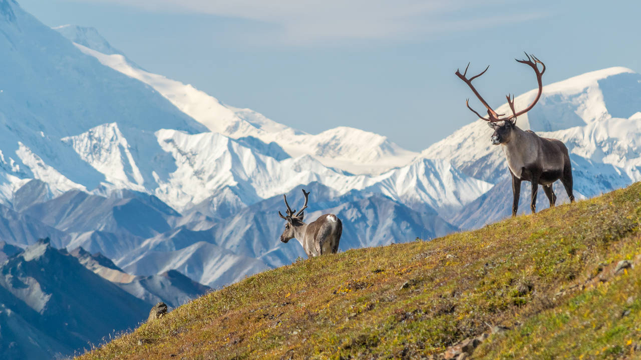 Elanden in Denali National Park