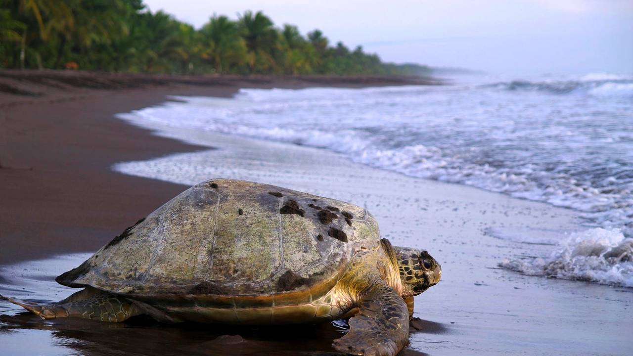 Schildpad op het strand van Tortuguero