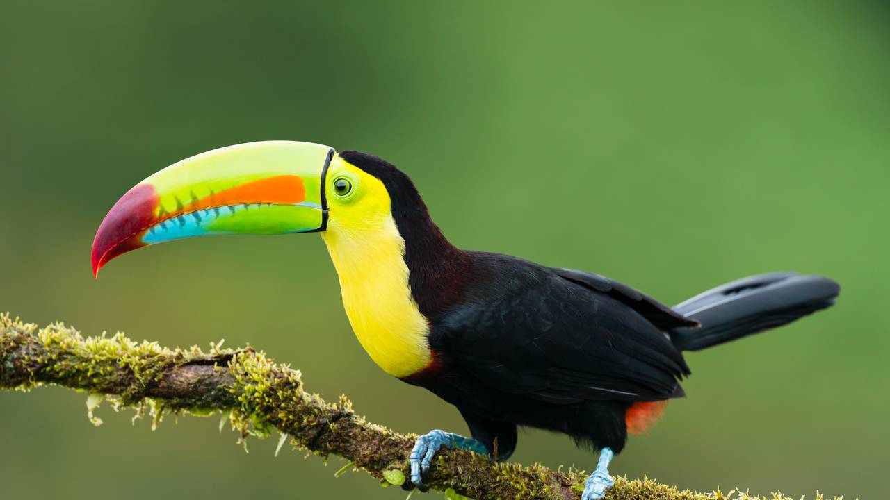 Toekan in Costa Rica