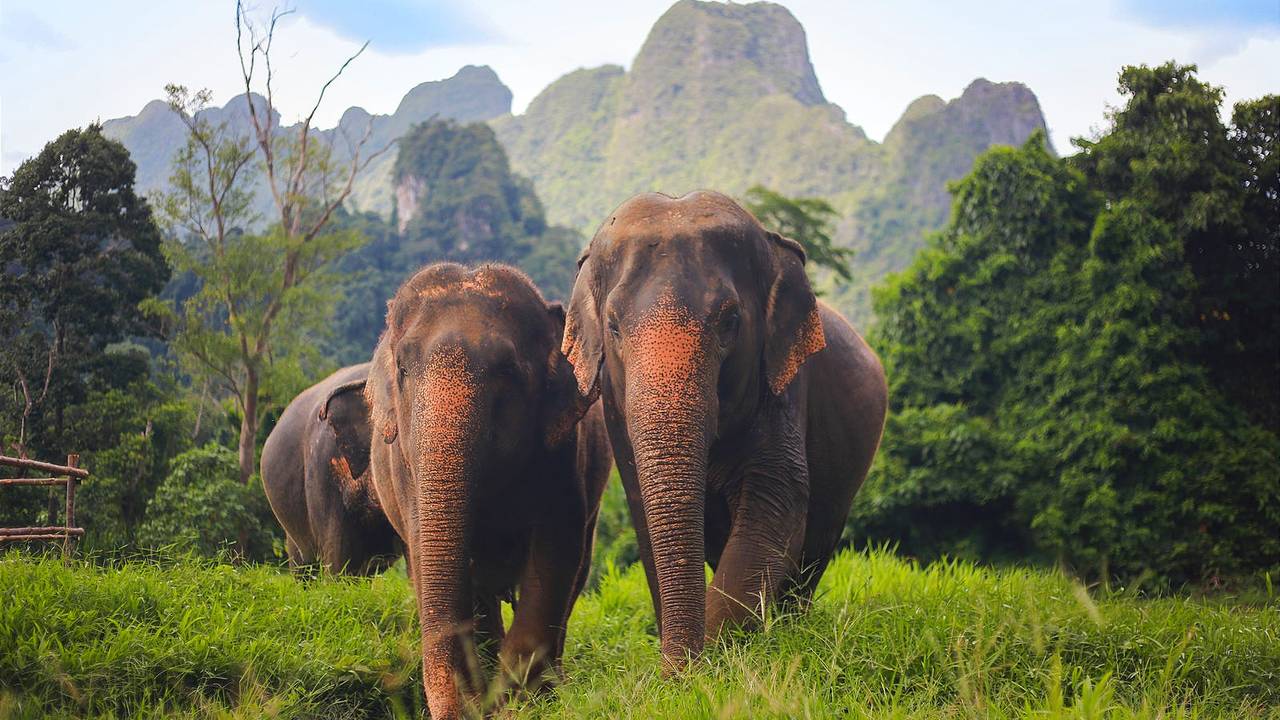 Elephant Hills, Khao Sok National Park