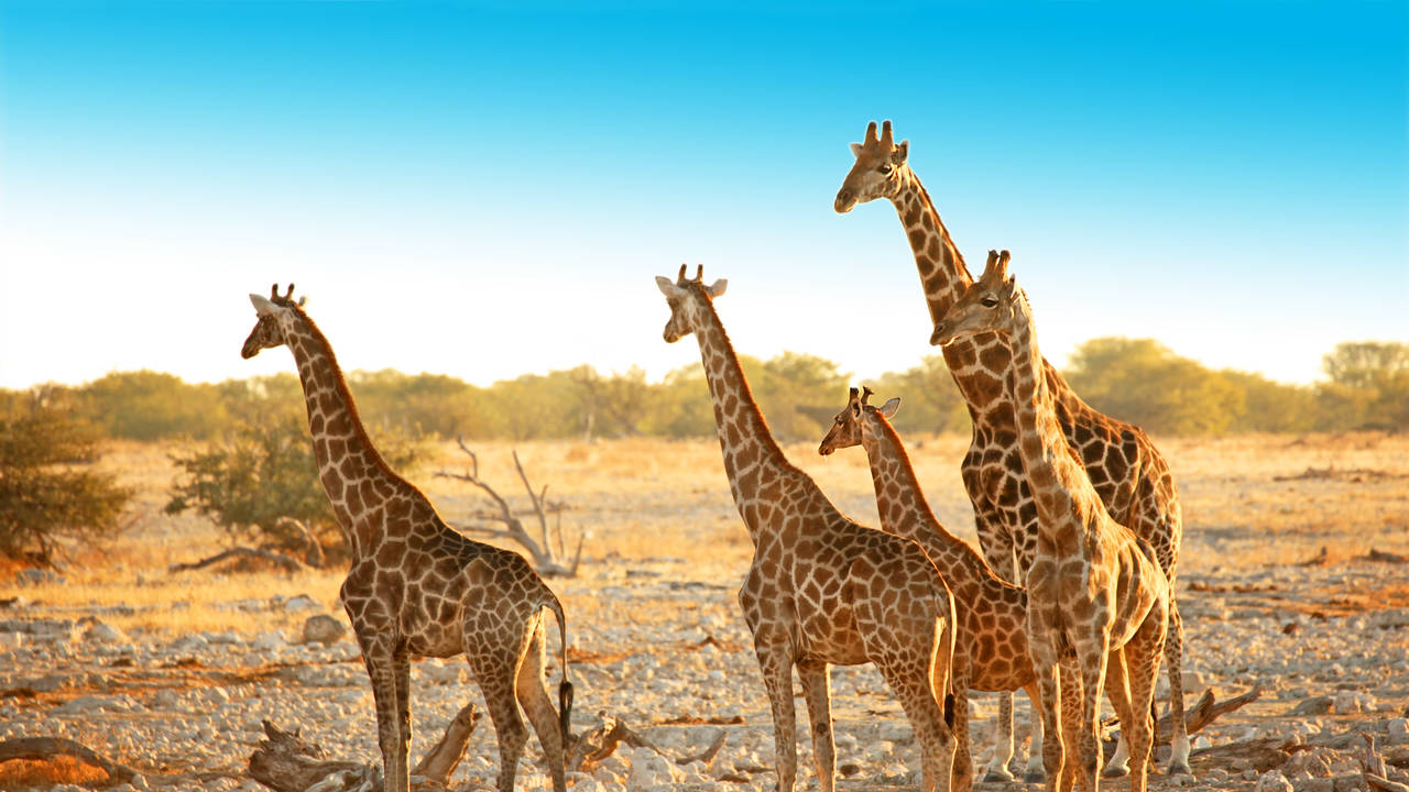 Giraffen in Etosha National Park