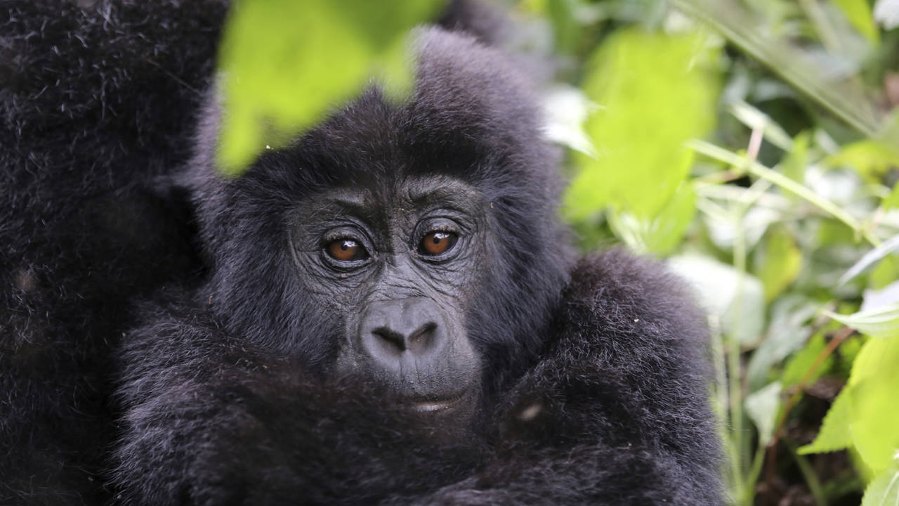 Sfeerimpressie Best of Uganda
