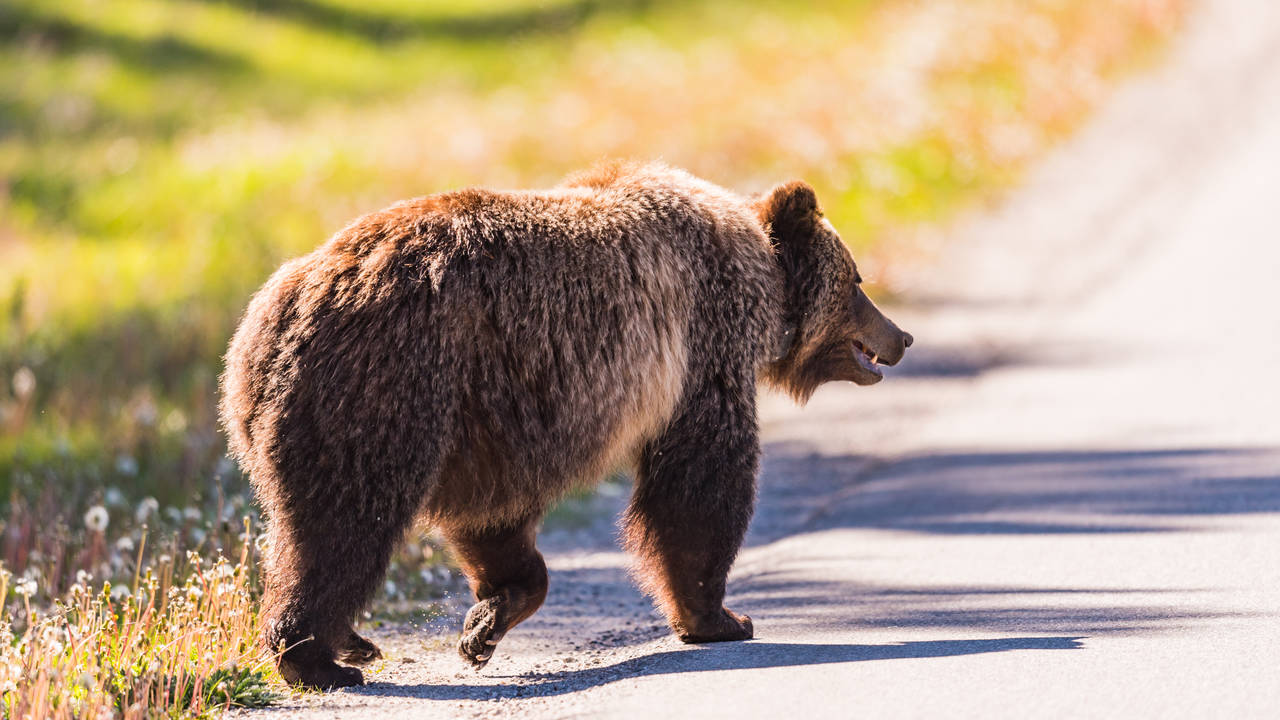 Grizzlybeer in Banff National Park