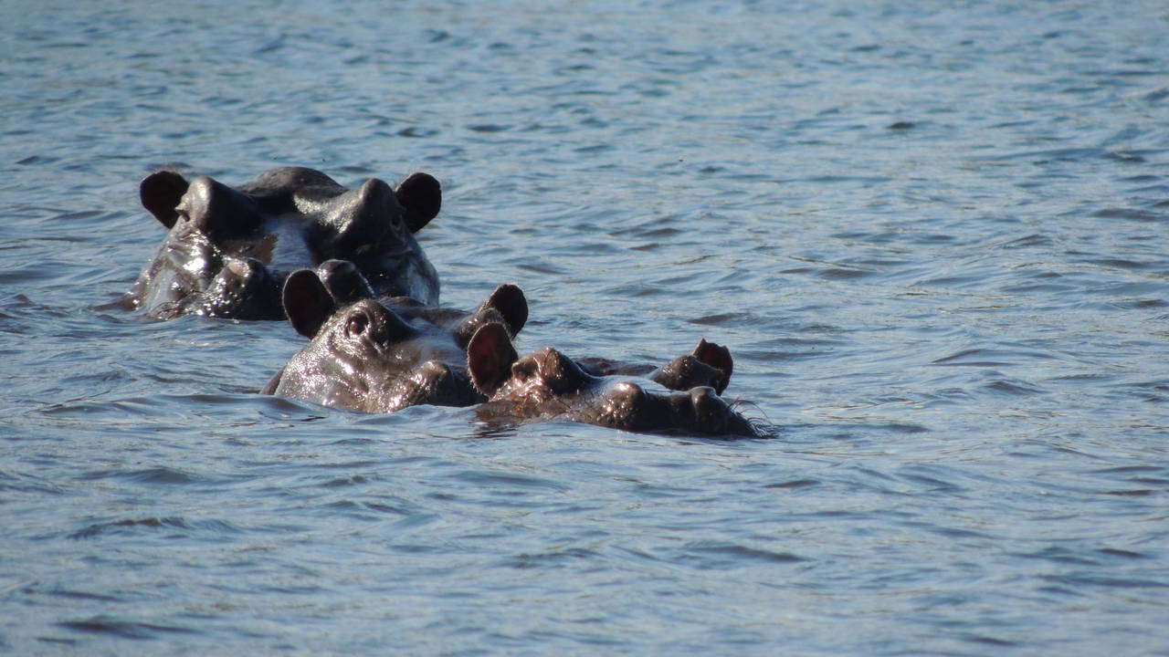 Nijlpaarden in de Okavango Delta