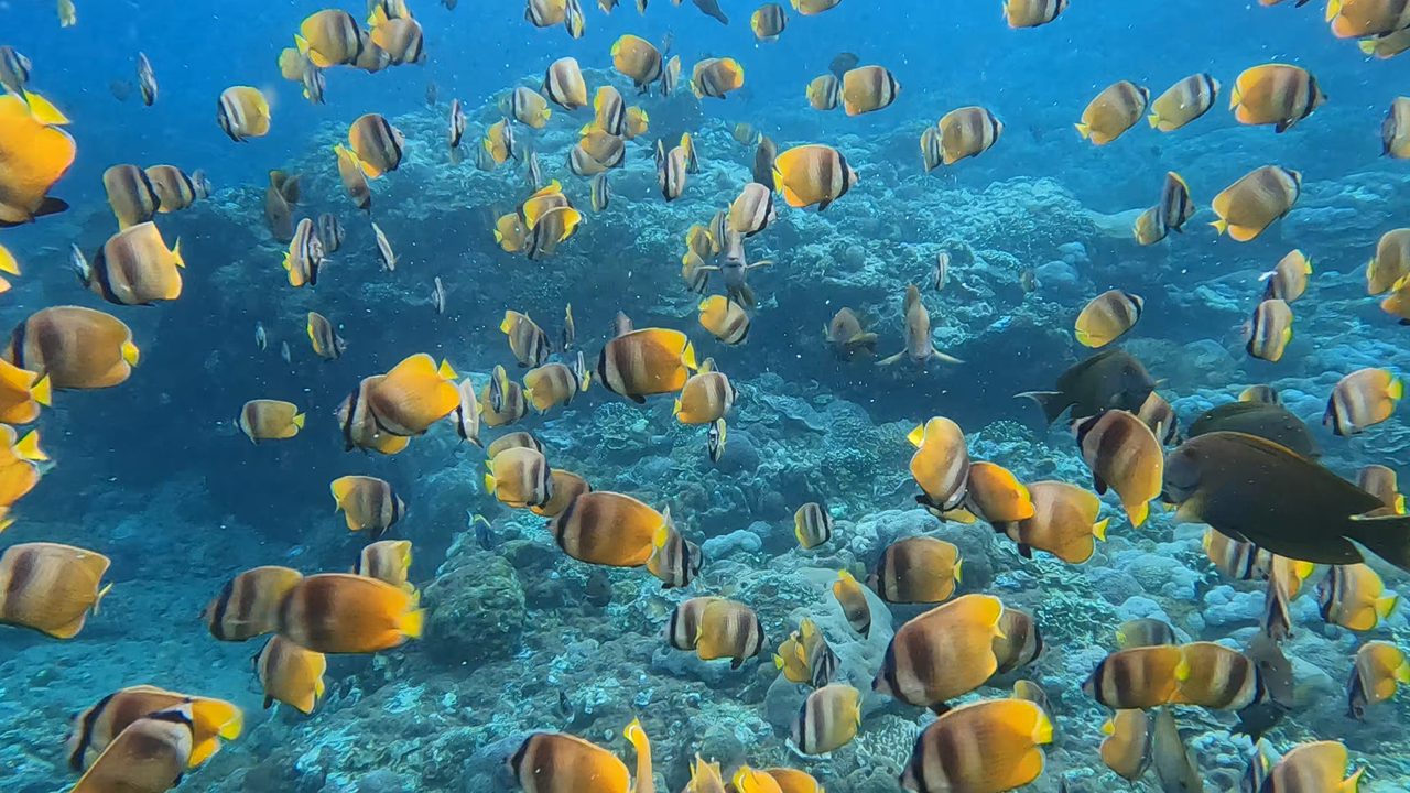 Snorkelen bij Nusa Perida