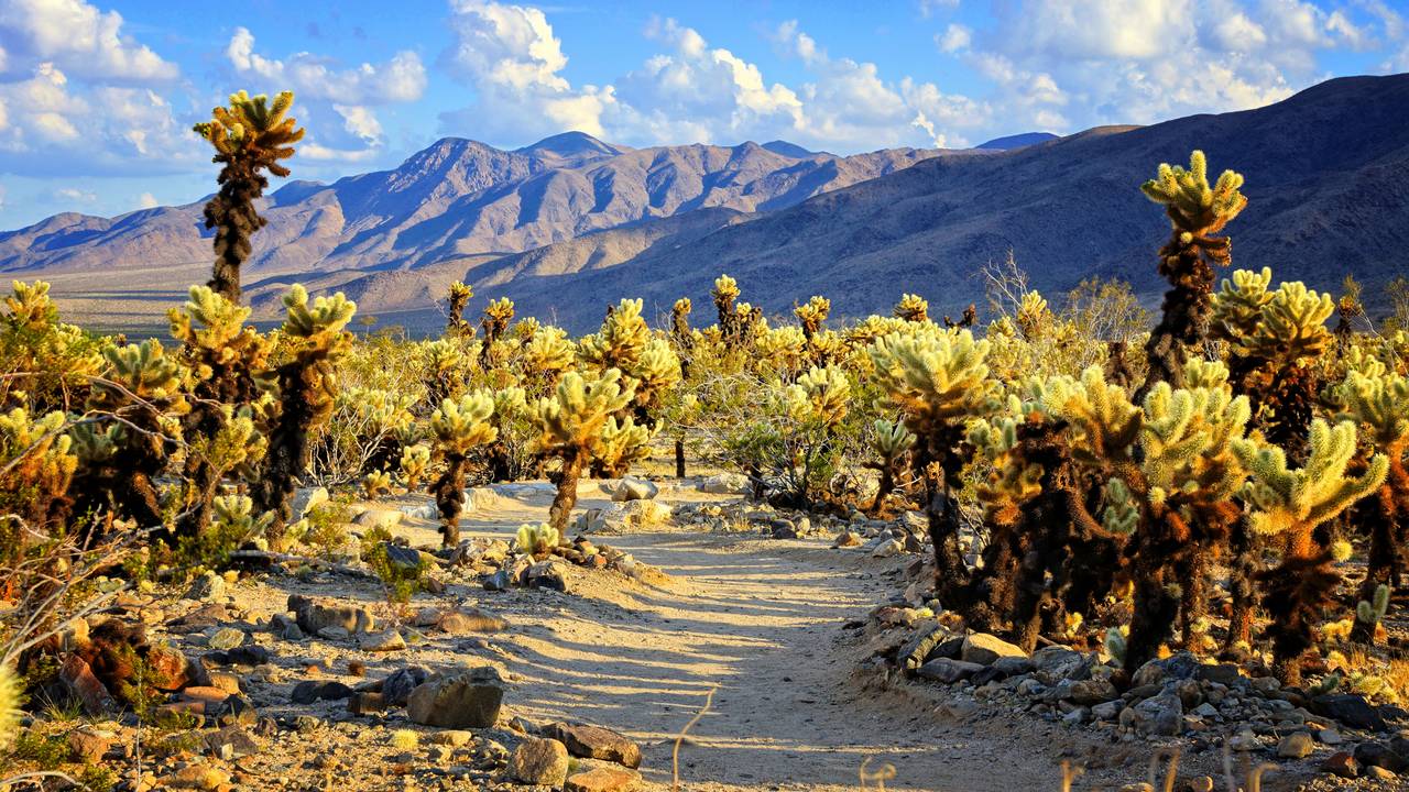 Joshua Tree National Park