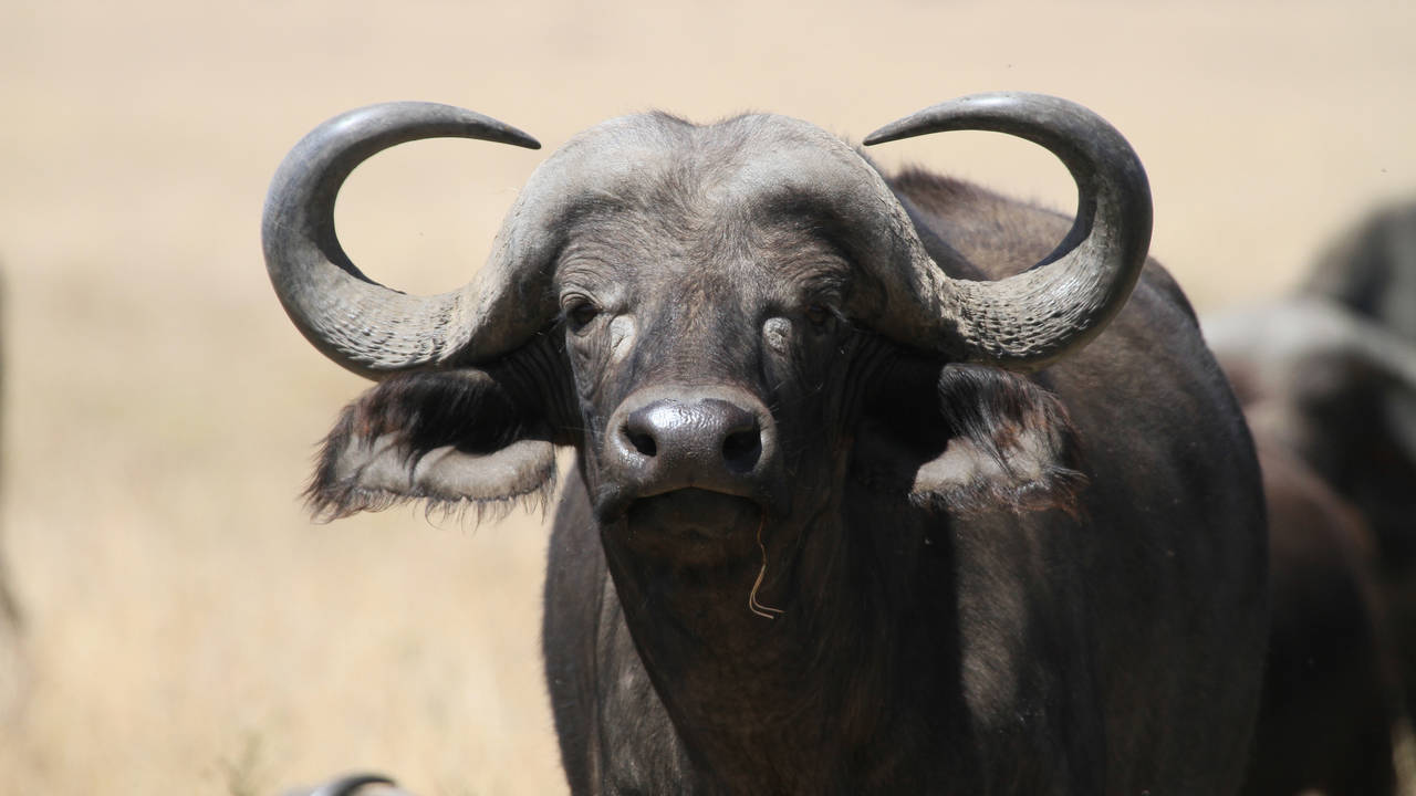 Buffel Masai Mara