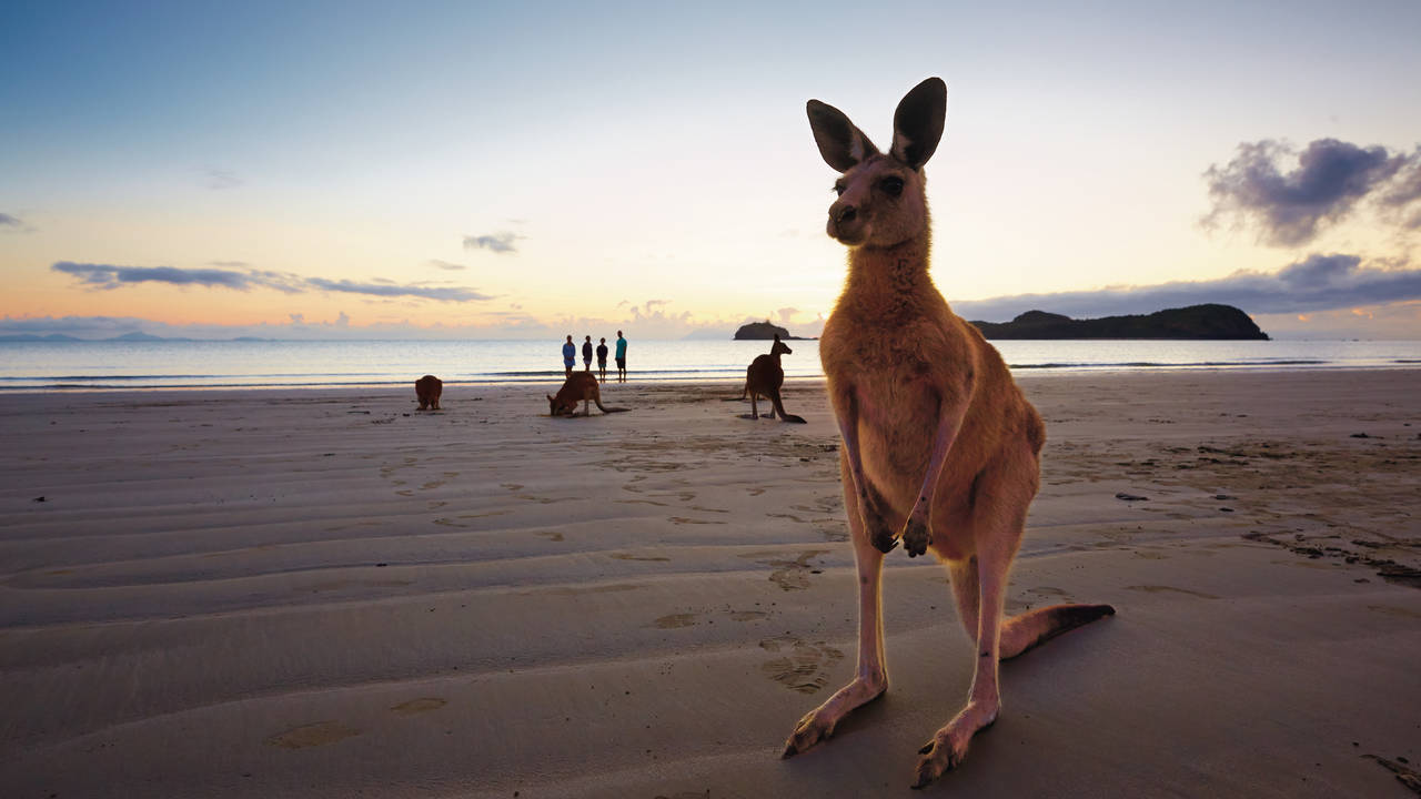 Kangoeroes bij de Whitsundays