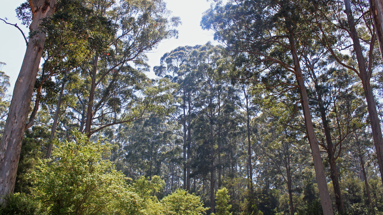 Karri bomen bij Pemberton