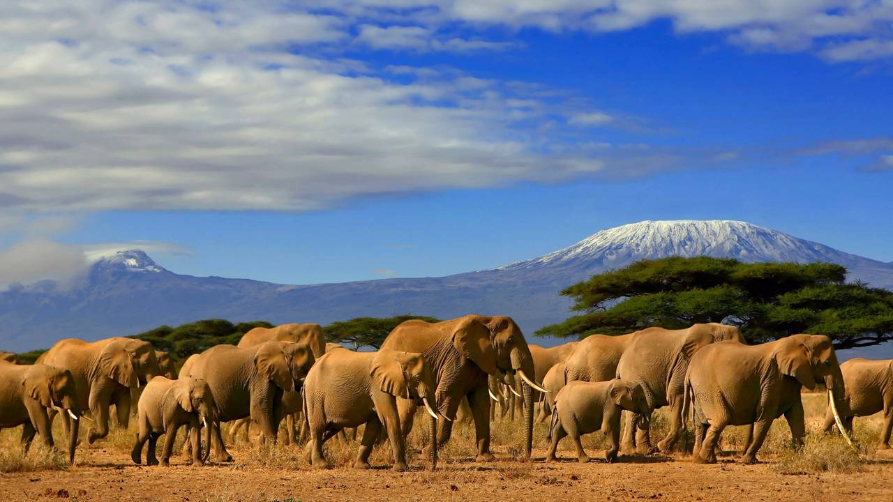 Olifanten voor de Kilimanjaro