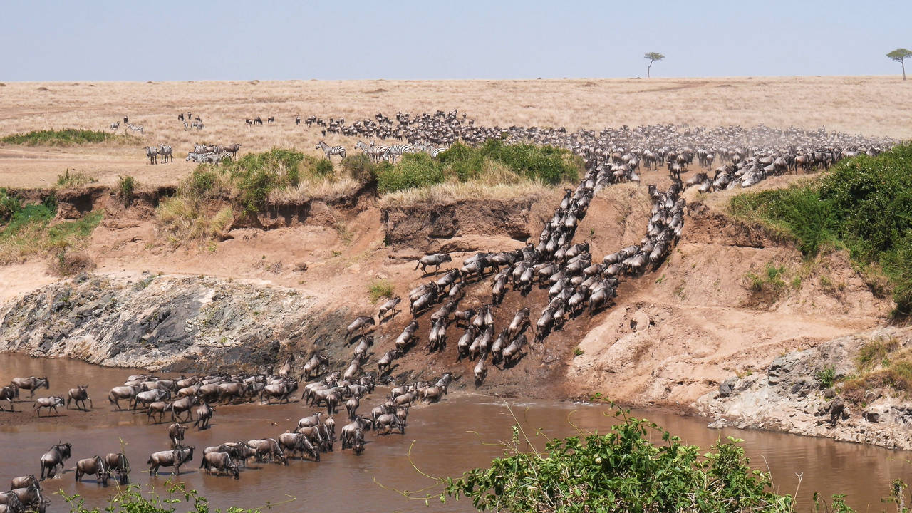 De grote migratie in de Masai Mara, Kenia