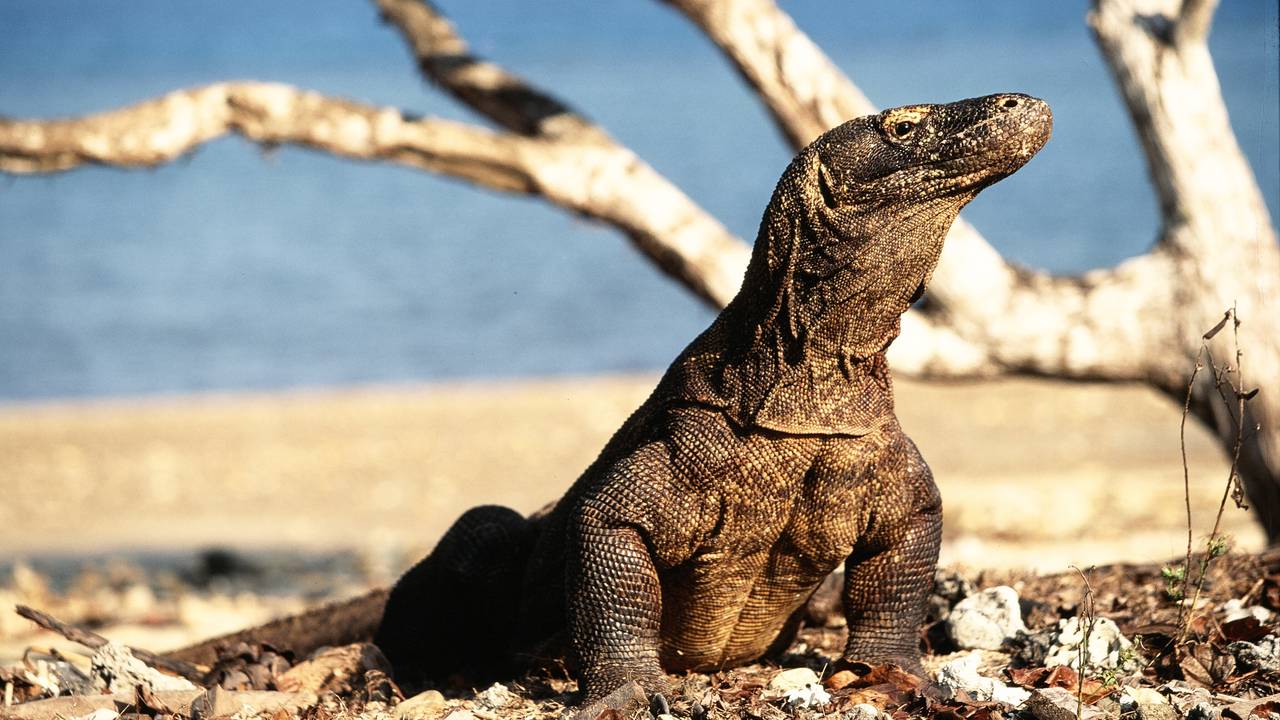 Komodovaraan op Flores