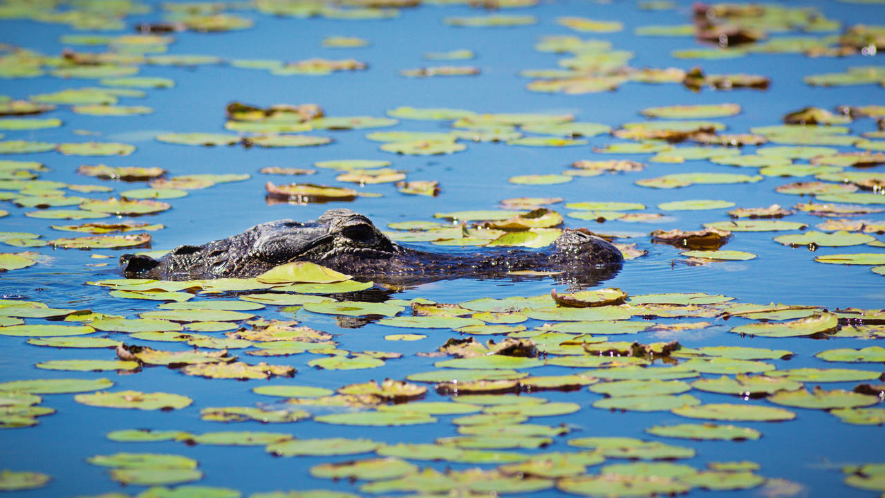 Alligator in de Everglades