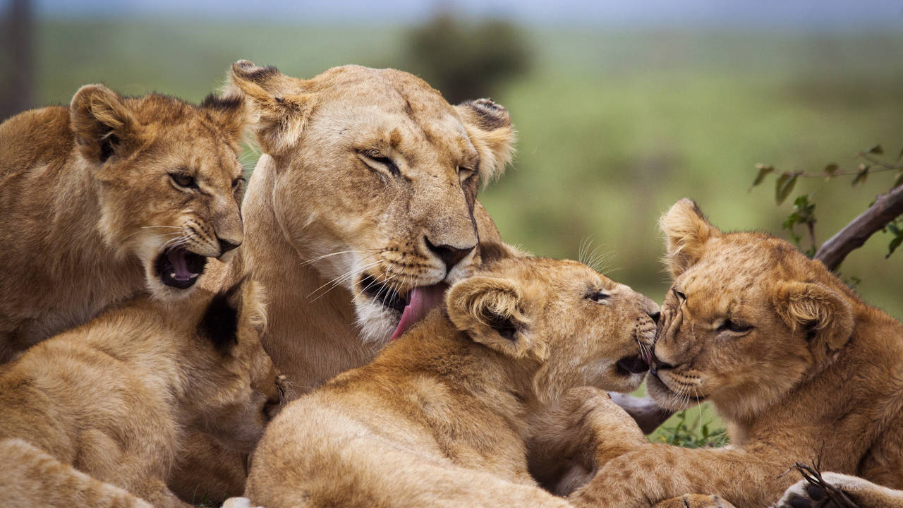 Leeuwen in Masai Mara