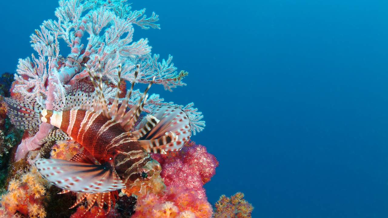 Leeuwenvis in de Seychellen