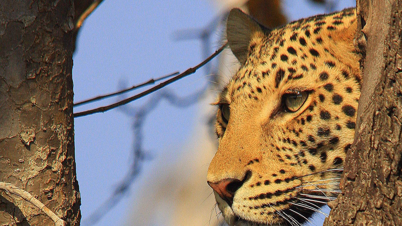 Luipaard in Chobe National Park