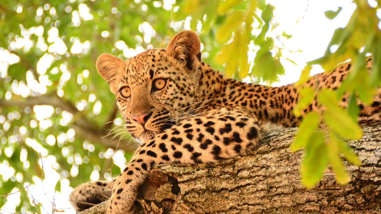 Luipaard in het Krugerpark