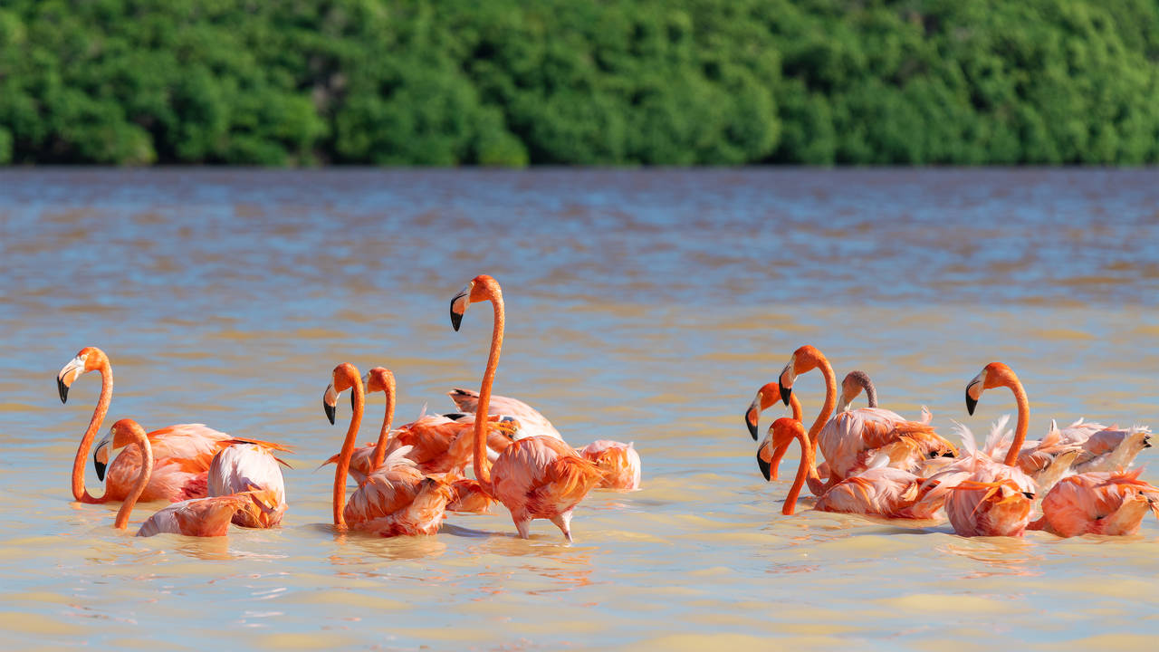 Flamingo's in Celestun