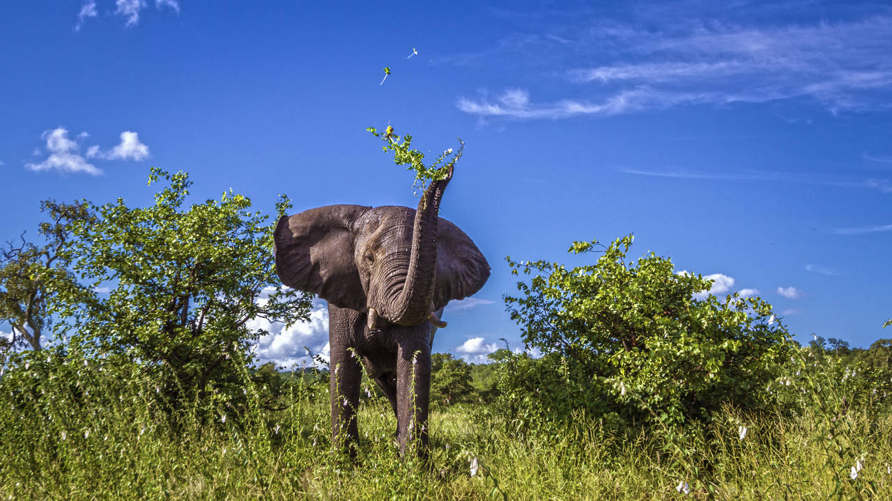 Olifant in Kruger National Park