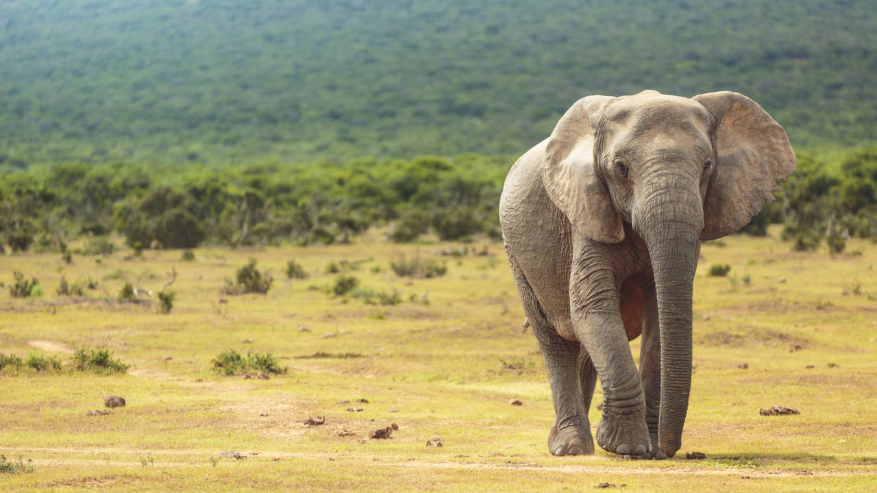 Olifant in Addo Elephant National Park