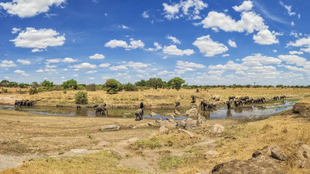 Olifanten in Tarangire National Park