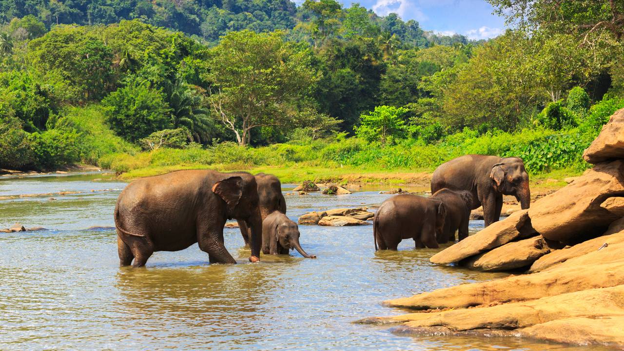 Olifantenfamilie in Yala National Park
