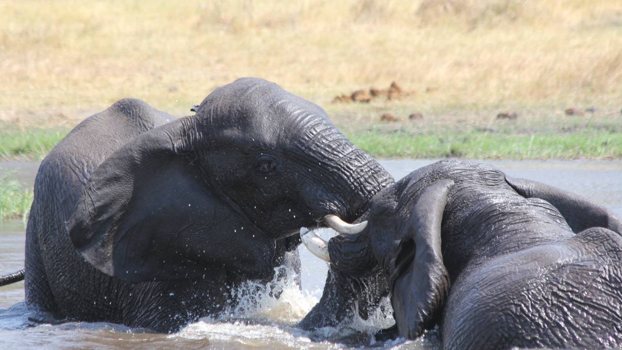 Olifanten in de Okavango Delta