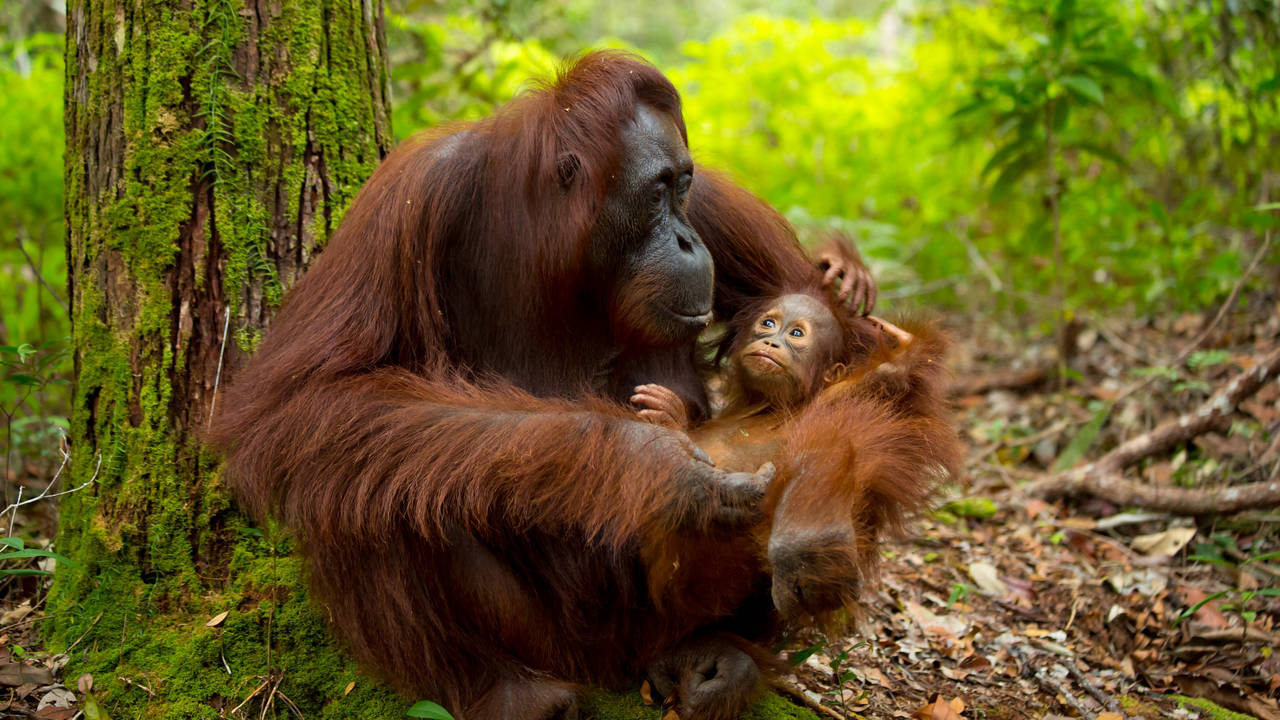 Orang-oetan, Sumatra