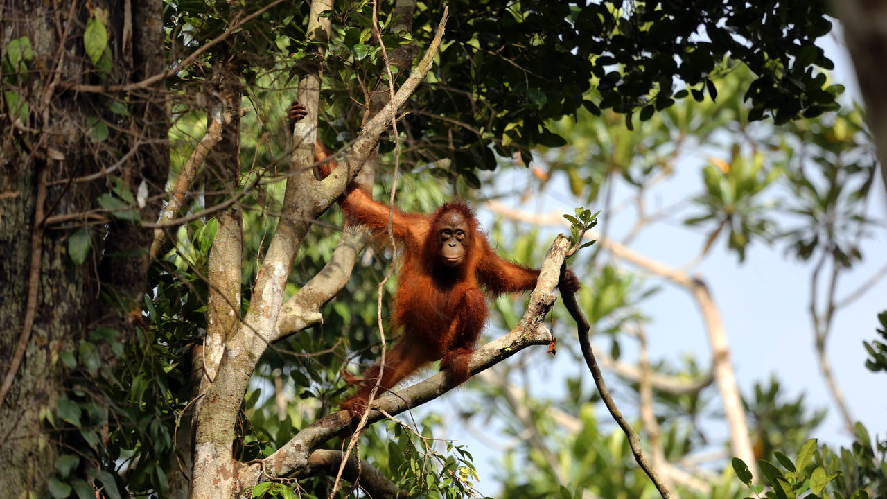 Orang-oetan in Gunung Leuser National Pakr